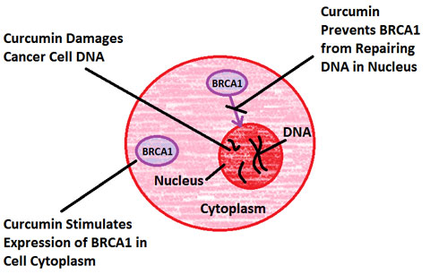 Figure VI.15: Curcumin Attacks Triple-Negative Breast Cancer Cells