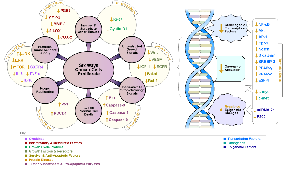 Figure VI.17: How Turmeric's Curcumin Compounds Stop Colorectal Cancer Cells