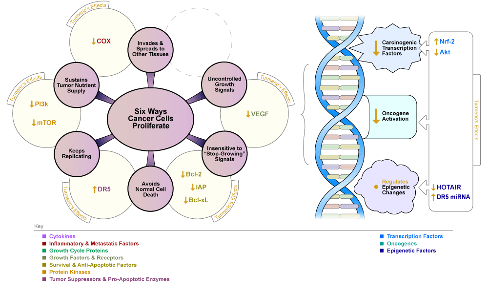 Turmeric Compound Effects in Kidney Cancer Turmeric Compound Effects in Kidney Cancer