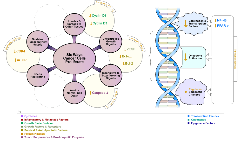 Figure VI.29 - How Turmeric Compounds Stop Pituitary Tumor Cells