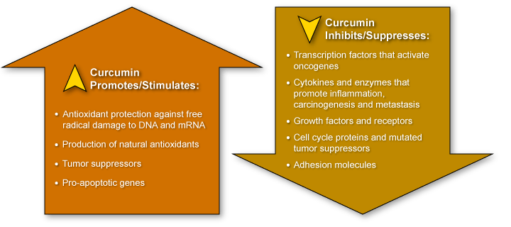 The Anti-Tumor Effects of Curcumin