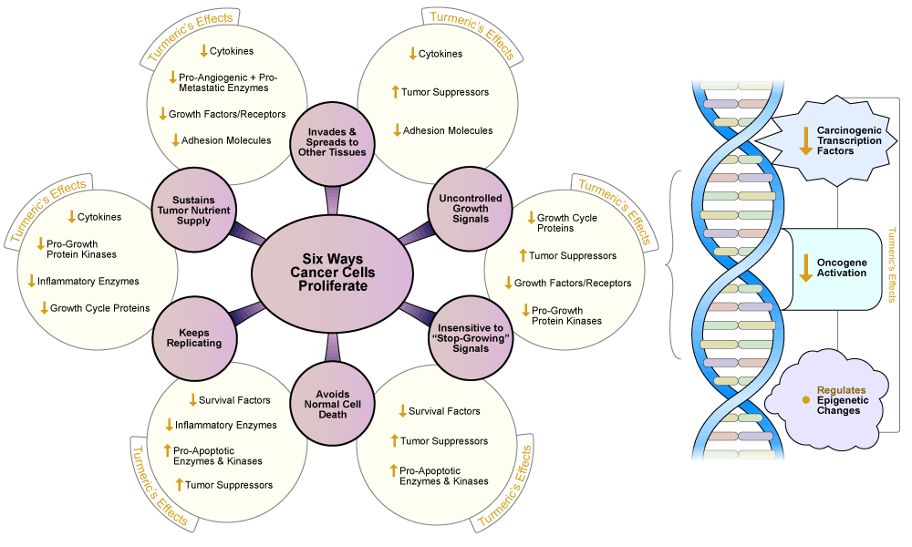 Figure VI.5: Curcumin's Effects on Cancer Cells