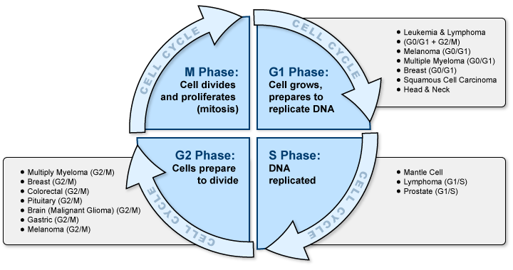 Figure VI.6: Cancer Cell Arrest by Turmeric Compounds