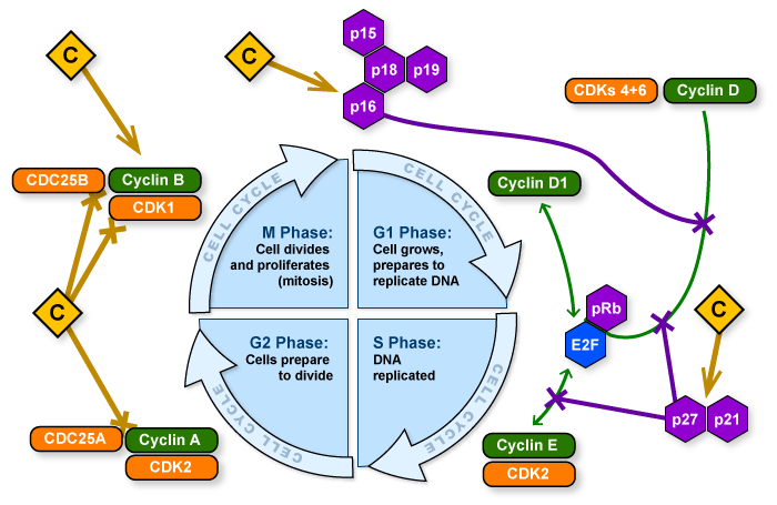 Figure VI.7: How Curcumin Prevents Cancer Cells from Proliferating
