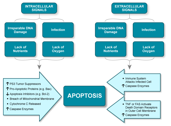 Figure VI. 8: Apoptosis Cell Death Signaling Pathway