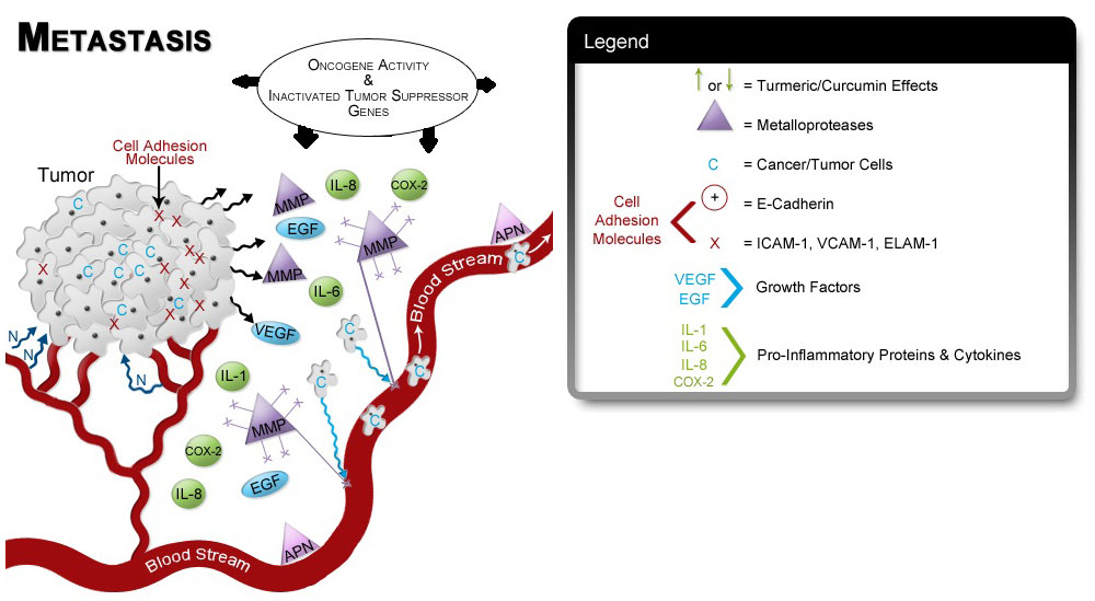 Figure VI.9: Inflammation and Angiogenesis Promote Metastasis