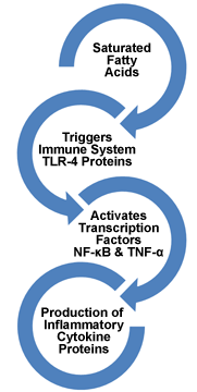 Figure VII.2: Inflammatory Macrophage Activity in Fat Cells