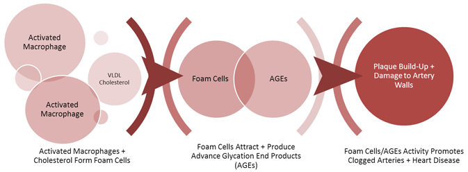 Figure VII.3: Activated Macrophages Can Clog Your Arteries