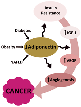 Figure VII.4: Metabolic Syndrome Pathway to Cancer