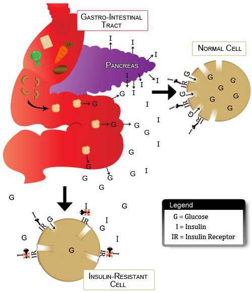 Blood Glucose and Insulin Resistance