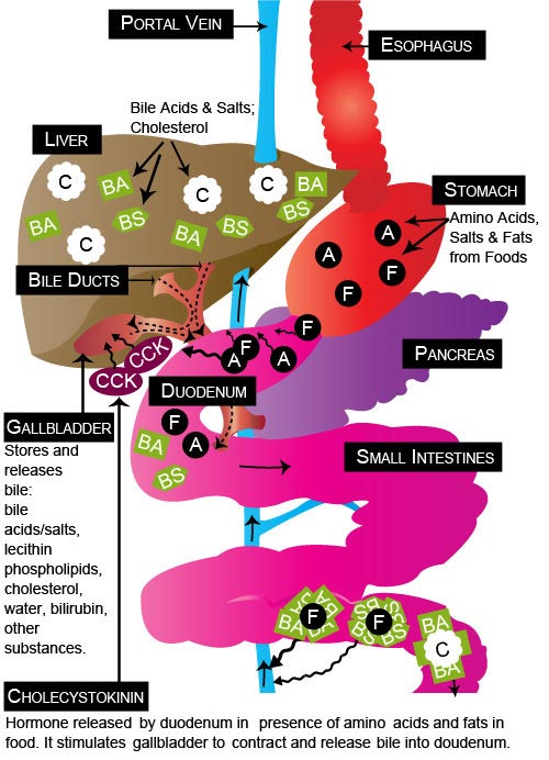 Gallbladder Biliary System