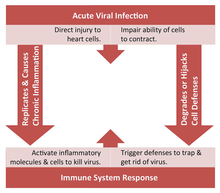 Figure vii.14 - Cardiac Infection