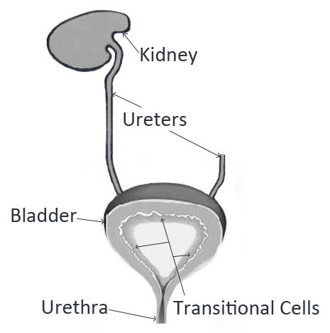 Figure VII.15: Kidney, Bladder, and Urinary Tract
