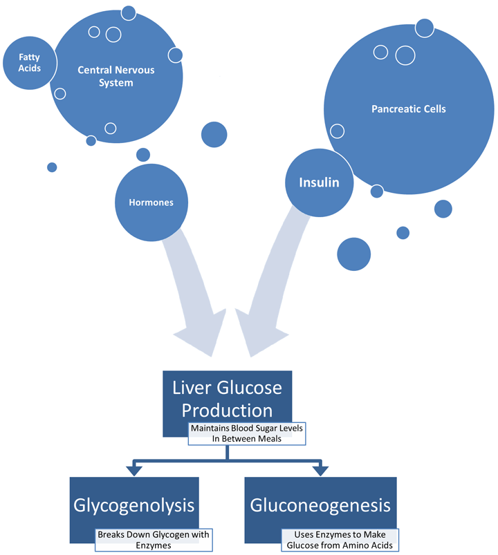 Liver Glucose Production Regulation