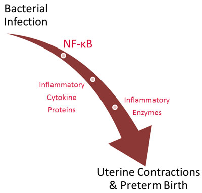 Figure X.2: Bacterial Infection & Infection Causes Preterm Childbirth