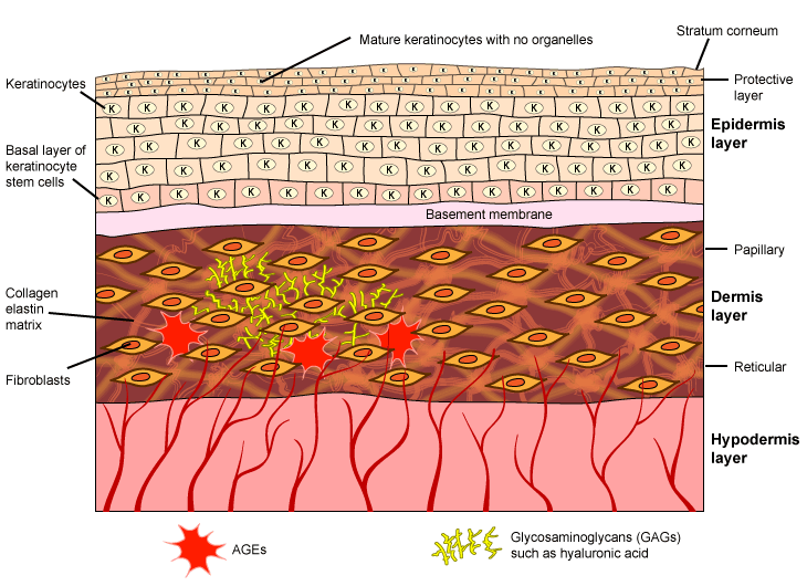 Figure XI.2: The Layers of Skin