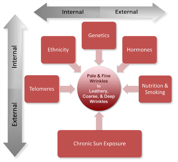 Figure XI.3: Factors that Cause Skin to Age