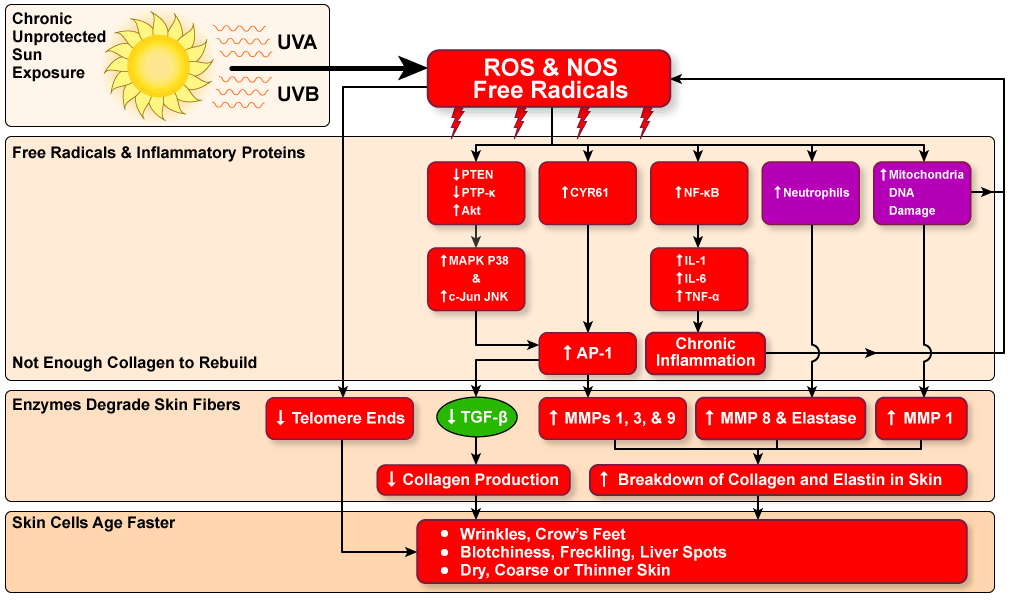 Figure XI.4: UV Radiation and Aging Skin