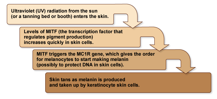 Figure XI.5: How Does Skin Tan?