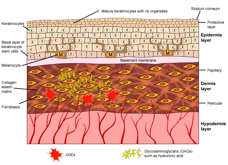 Figure XI.6: Melanin-Producing Skin Cells