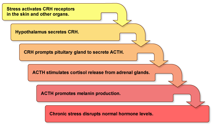 Figure XI.7: The Connection between Stress and Hyperpigmentation Figure XI.7: The Connection between Stress and Hyperpigmentation