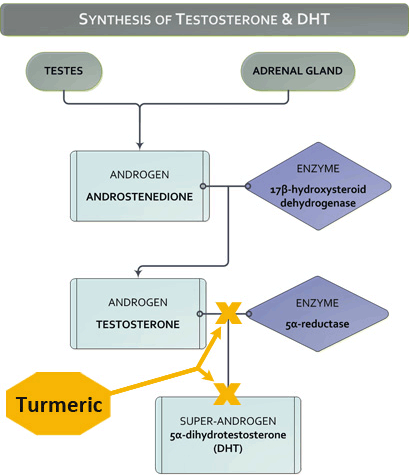 Figure XI.9: Turmeric's Curcumin Compounds Inhibit 5α-reductase & DHT