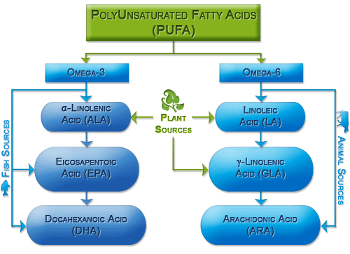 A look at plant and animal sources of polyunsaturated fatty acids