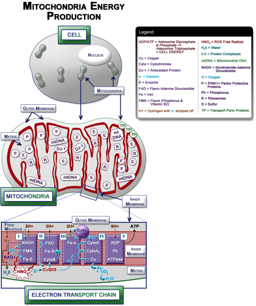 Mitochondria Energy Production