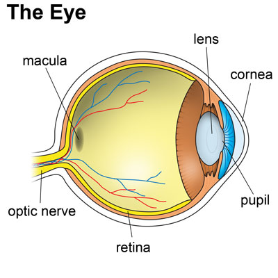 Figure VIII.2 The Eye