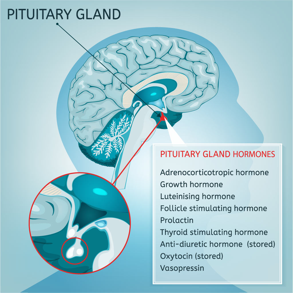 Research suggests turmeric compounds may help prevent and treat pituitary tumors.